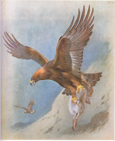 गोल्डन ईगल और माउंटेन हरे, पब। बुक क्लब एसोसिएट्स, 1972 द्वारा द्वारा आर्चीबाल्ड थोरबर्न