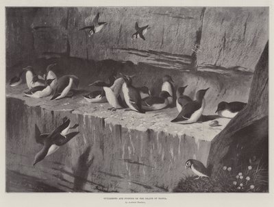 हांडा द्वीप पर गुइलोट्स और पफिन्स द्वारा Archibald Thorburn