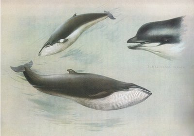 लॉंगरमैन और को, सी द्वारा प्रकाशित थोरबर्न स्तनधारियों से कम रोरक्वल और रूडोल्फ्स रोरक्वल। 1920 द्वारा आर्चीबाल्ड थोरबर्न