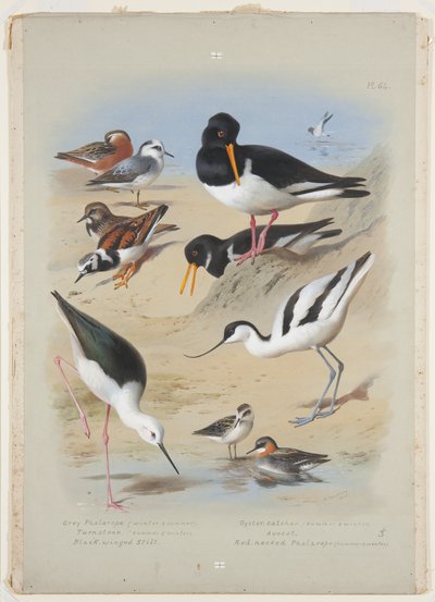 फालेरोप्स, ऑयस्टरकैचर, एवोकेट, टर्नस्टोन और स्टिल्ट, c.1915 (बोर्ड पर पेंसिल के ऊपर गोंद अरबी के साथ वॉटरकलर और बॉडीकलर) द्वारा आर्चीबाल्ड थोरबर्न
