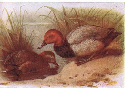 Pochard द्वारा Archibald Thorburn