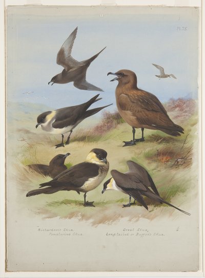 स्कुअस, c.1915 (कागज पर पेंसिल के ऊपर वॉटरकलर और बॉडीकलर) द्वारा आर्चीबाल्ड थोरबर्न