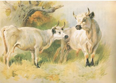 जंगली मवेशी द्वारा आर्चीबाल्ड थोरबर्न
