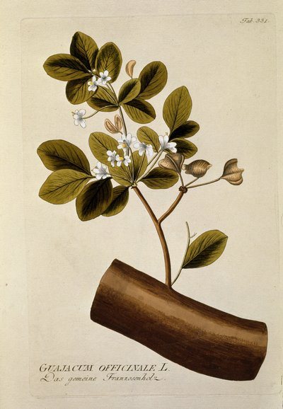 वानस्पतिक: जोसेफ जैकोबी प्लेंक (1735-1807) 1788-1803 निजी संग्रह द्वारा "" गुआजाकुन ऑफिसिनेल "" प्लेट "" मेडिसिनलियम सेकुंडम लिनेई डाइजेस्टरम "" से तैयार की गई द्वारा ऑस्ट्रियाई स्कूल