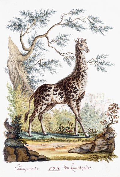 जिराफ, 1794 द्वारा ऑस्ट्रियाई स्कूल