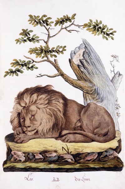सिंह, 1794 द्वारा ऑस्ट्रियाई स्कूल