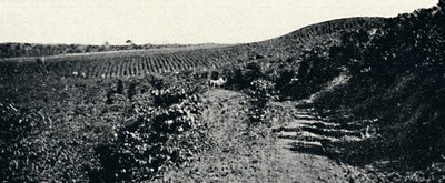 कैफेज़ल, 1895 द्वारा एक्सल फ्रिक