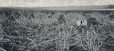 कसावा प्लांटेशन, 1895 द्वारा एक्सल फ्रिक