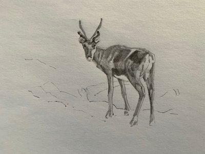 हिरन, 2019 द्वारा बारबरा हूगेवीजेन