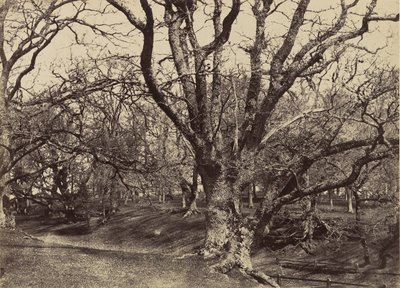 पेपरहैरो पार्क, सरे, 1852-54। द्वारा बेंजामिन ब्रेकनेल टर्नर