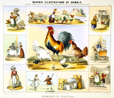 घरेलू फाउल, c1850 द्वारा बेंजामिन वॉटरहाउस हॉकिन्स