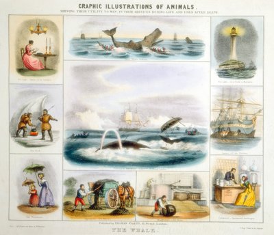 व्हेल, c1850 द्वारा बेंजामिन वॉटरहाउस हॉकिन्स
