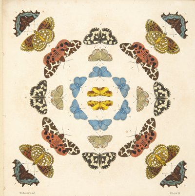 तितलियों और पतंगों के एक दुर्लभ डिप्रेशन से प्लेट III का विस्तार, पब। 1764 (हाथ के रंग का उत्कीर्णन) द्वारा बेंजामिन विल्क्स
