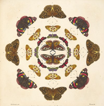 तितलियों और पतंगों के एक दुर्लभ डिप्रेशन से प्लेट VII से विस्तार, पब। 1764 (हाथ के रंग का उत्कीर्णन) द्वारा बेंजामिन विल्क्स