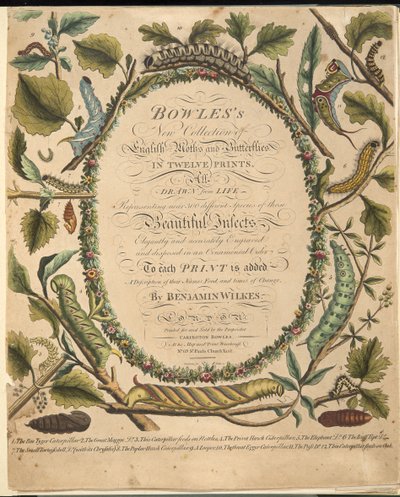 फ्रंटस्पिलीन, ए रेयर डिप्रेशन ऑफ बटरफ्लाइज़ एंड मोथ्स, पब से। 1764 (हाथ के रंग का उत्कीर्णन) द्वारा बेंजामिन विल्क्स