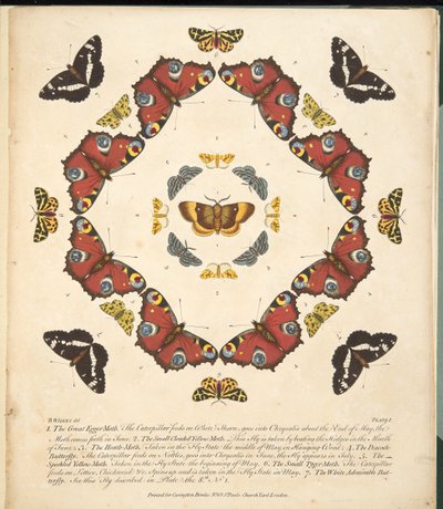 तितलियों और पतंगों के एक दुर्लभ अवसाद से प्लेट 1, पब। 1764 (हाथ के रंग का उत्कीर्णन) द्वारा बेंजामिन विल्क्स