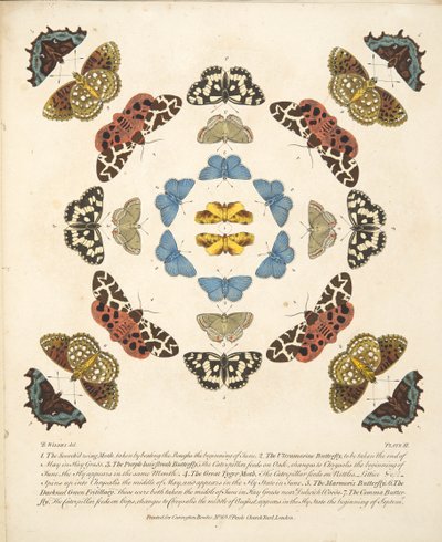 तितलियों और पतंगों के एक दुर्लभ चित्रण से प्लेट III, पब। 1764 (हाथ के रंग का उत्कीर्णन) द्वारा बेंजामिन विल्क्स