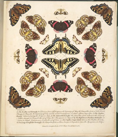 तितलियों और पतंगों के एक दुर्लभ चित्रण से प्लेट II, पब। 1764 (हाथ के रंग का उत्कीर्णन) द्वारा बेंजामिन विल्क्स