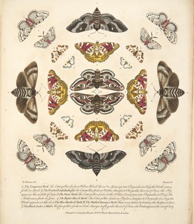 तितलियों और पतंगों के एक दुर्लभ चित्रण से प्लेट IV 1764 (हाथ के रंग का उत्कीर्णन) द्वारा बेंजामिन विल्क्स