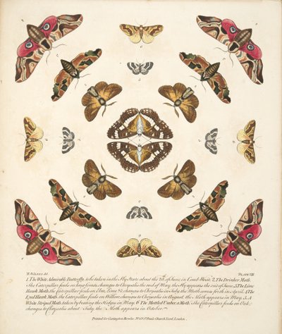तितलियों और पतंगों के एक दुर्लभ चित्रण से प्लेट VIII, पब। 1764 (हाथ के रंग का उत्कीर्णन) द्वारा बेंजामिन विल्क्स
