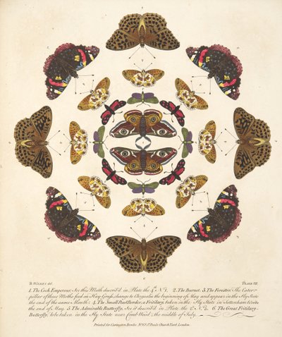 तितलियों और पतंगों के एक दुर्लभ अवसाद से प्लेट VII, पब 1764 (हाथ के रंग का उत्कीर्णन) द्वारा बेंजामिन विल्क्स