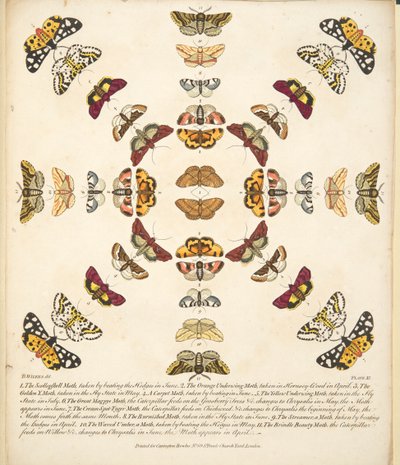 तितलियों और पतंगों के एक दुर्लभ डिप्रेशन से प्लेट XI, पब। 1764 (हाथ के रंग का उत्कीर्णन) द्वारा बेंजामिन विल्क्स