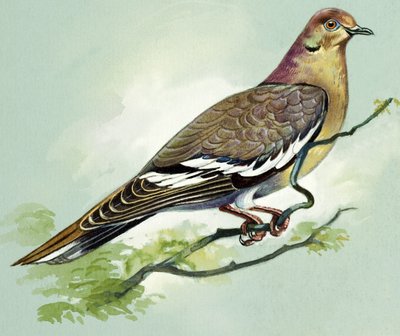  द्वारा बर्ट इलोस
