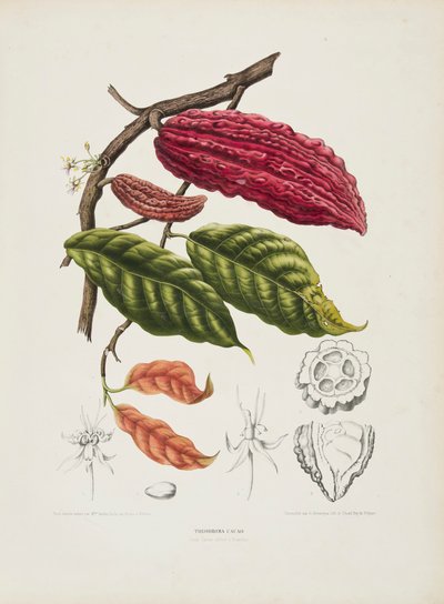 थियोब्रोमा, कोको का पेड़, c1840-1890। द्वारा बर्थे होला वैन नूटेन