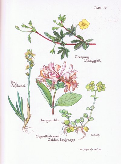 क्रीपिंग सिनेफिल, बोग एस्फोडेल, हनीसकल या वुडबाइन, ऑपोजिट -Leaved Golden Saxifrage द्वारा बेसी डी। इंगलिस