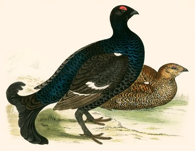 काला तीतर द्वारा Beverley R. Morris