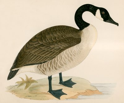 कनाडा हंस द्वारा Beverley R. Morris