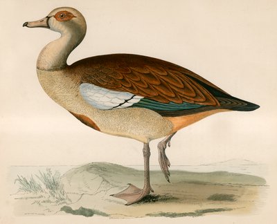 मिस्र का हंस द्वारा Beverley R. Morris