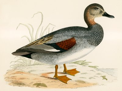 Gadwall द्वारा Beverley R. Morris