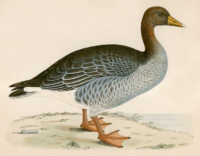 ग्रे लैग गूज द्वारा Beverley R. Morris