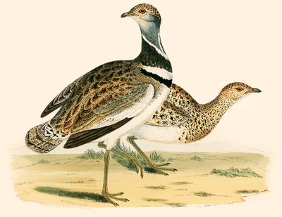 छोटा बस्टर्ड द्वारा Beverley R. Morris