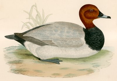 Pochard द्वारा Beverley R. Morris