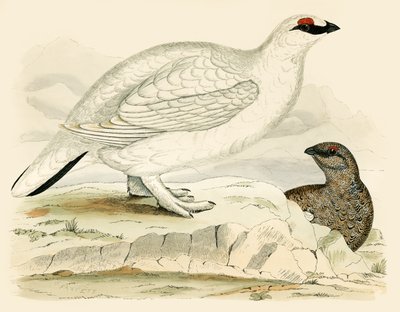 तीतर द्वारा Beverley R. Morris