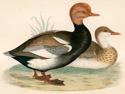 रेड क्रेस्टेड व्हिसलिंग डक द्वारा Beverley R. Morris