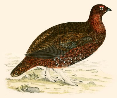 लाल घौंसला द्वारा Beverley R. Morris
