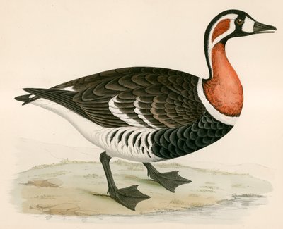 लाल स्तन वाला हंस द्वारा Beverley R. Morris
