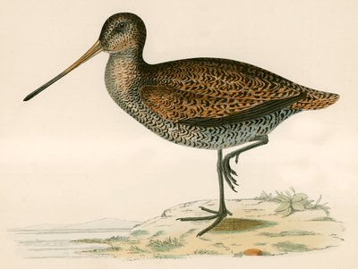 सबाइन के स्निप द्वारा Beverley R. Morris