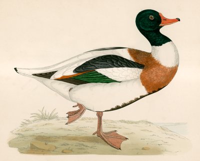 Shieldrake द्वारा Beverley R. Morris