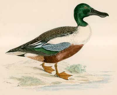 shoveler द्वारा Beverley R. Morris