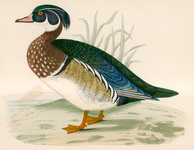 ग्रीष्मकालीन बतख द्वारा Beverley R. Morris