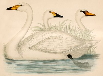 Swans द्वारा Beverley R. Morris