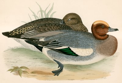 wigeon द्वारा Beverley R. Morris