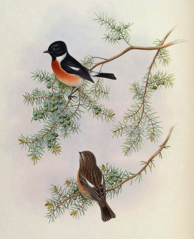  द्वारा पक्षीएशियाजॉनगोIVGoul_0144.jpg