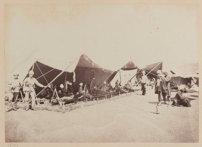  द्वारा बॉर्न और शेफर्ड