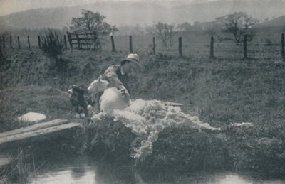 भेड़ बाल काटना, 1910 द्वारा सी। रीड