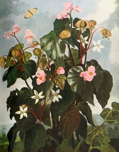 ओब्लिक-लीव्ड बेगोनिया, c1800, 1948। द्वारा काल्डवेल